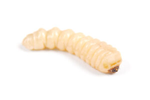 Houtworm