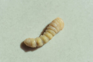 Houtworm larve