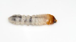 Houtworm