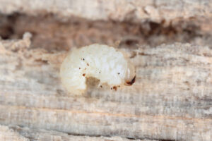 houtworm larve