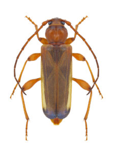 Boktor