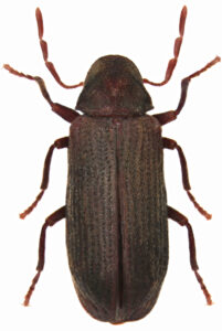 Boktor